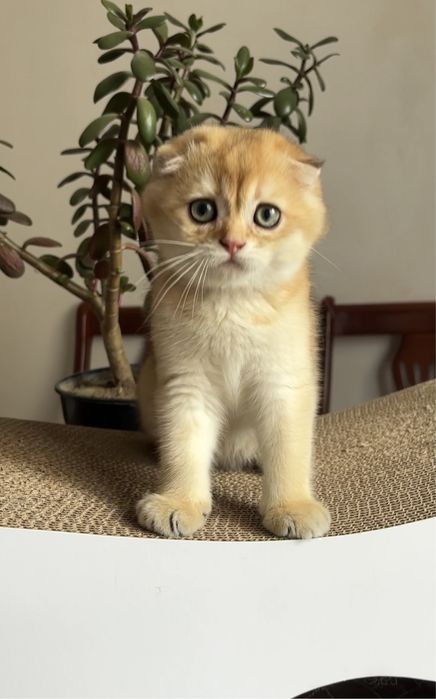 Кошеня хлопчик золота шиншила