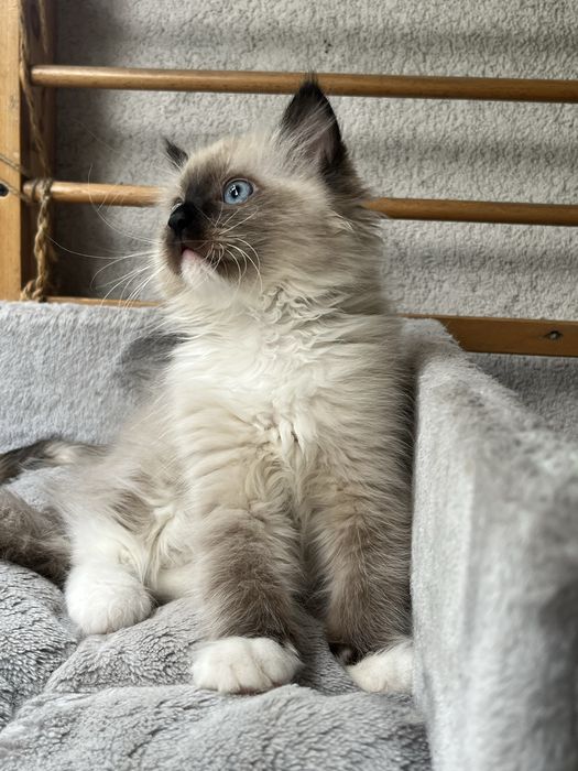 Kocurek ragdoll rodowod Fpl