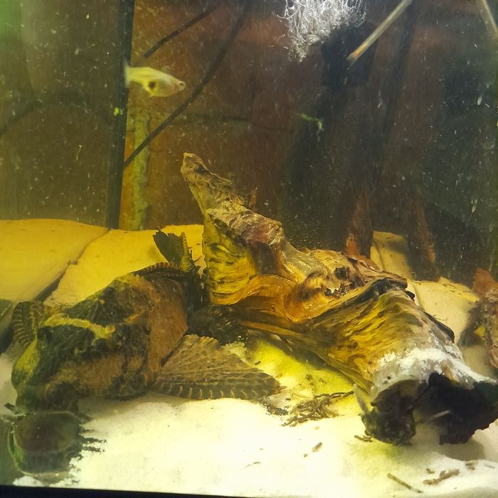 Duży glonojad Lamparci