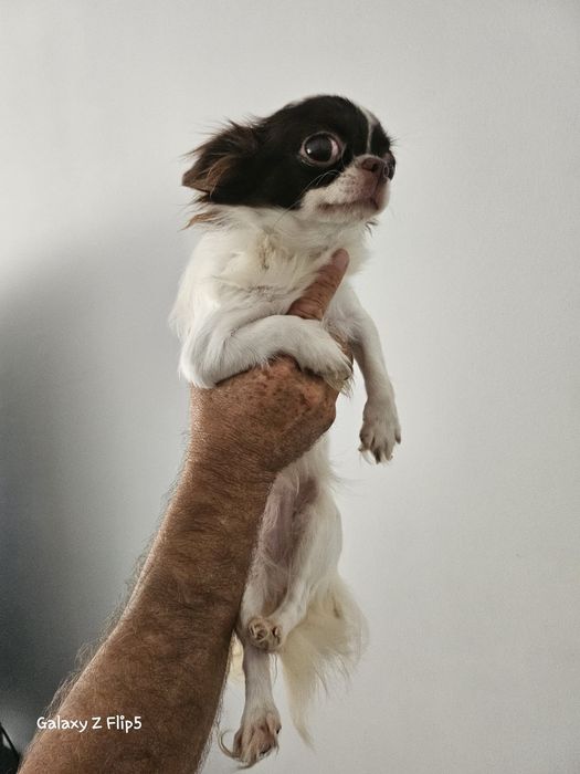 Vendo chiuaua femea