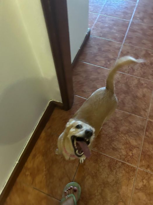 Cadela para adoção responsável