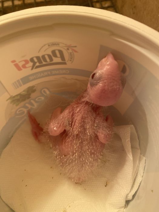 pyrrhuras pineapple  para acabar de criar a mão