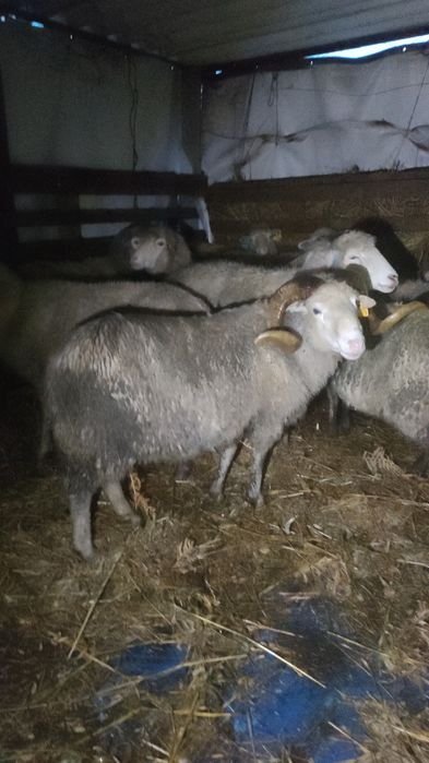 Ovelhas bordadeiras Entre Douro e Minho