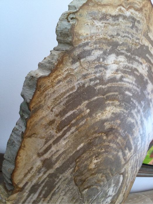 Grande Fóssil - Madeira Petrificada - 23 milhões de Anos