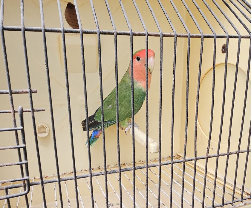 Agapornis rosicollir