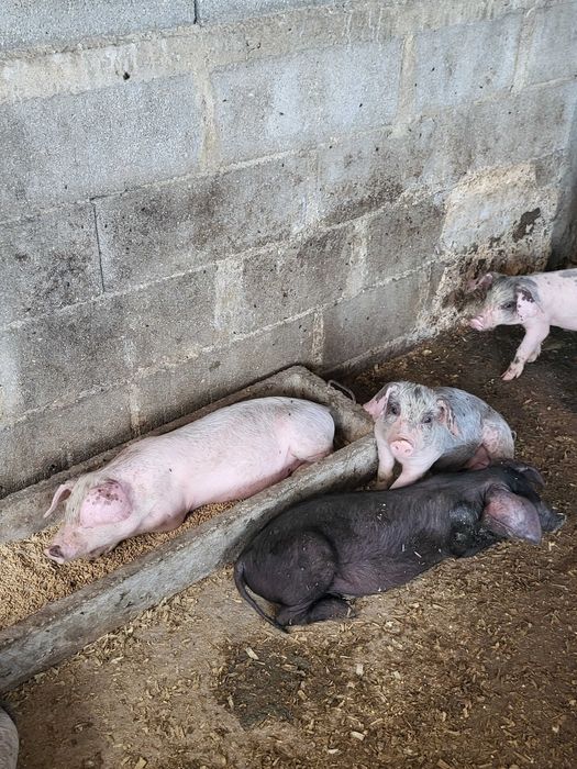 Leitões para assar ou criar