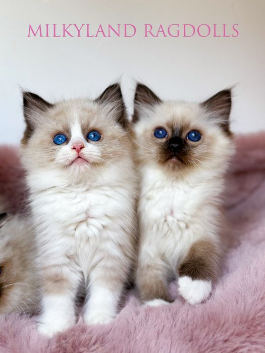 Śliczny cudowny seal mitted  Ragdoll