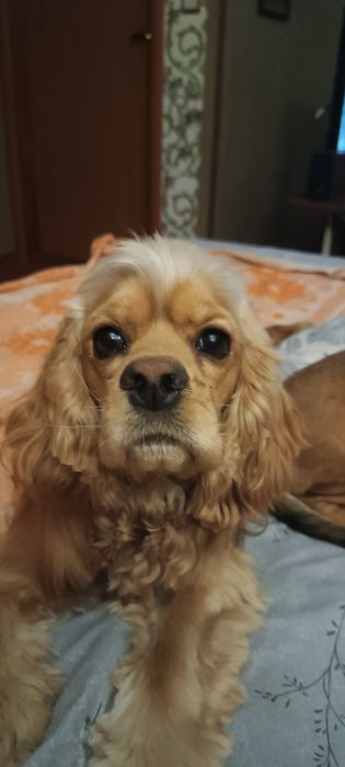 Ищем невесту американский кокер-спаниэль