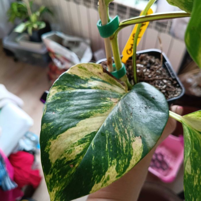 epipremnum hicolor-duże liście