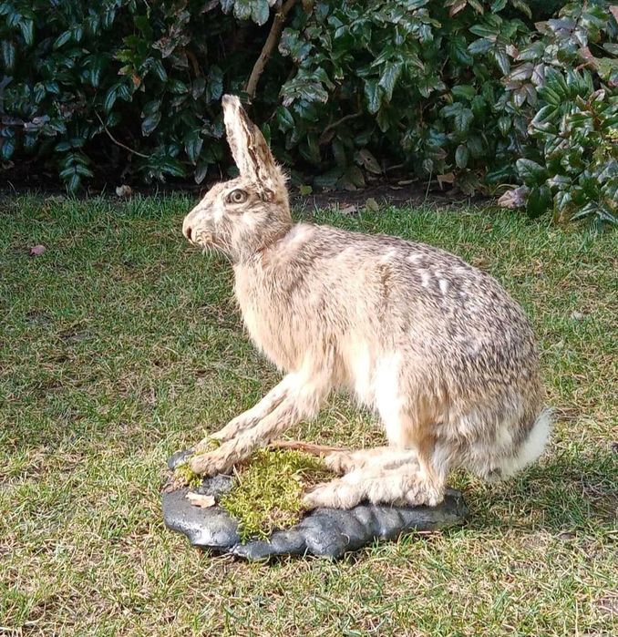 Bażant Zająć Spreparowany
