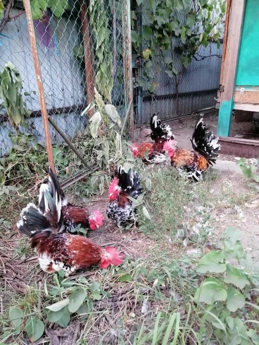 Кури шабо продам