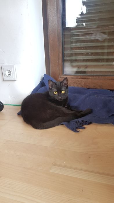 Kotka Wednesday szuka domu stałego lub tymczasowego