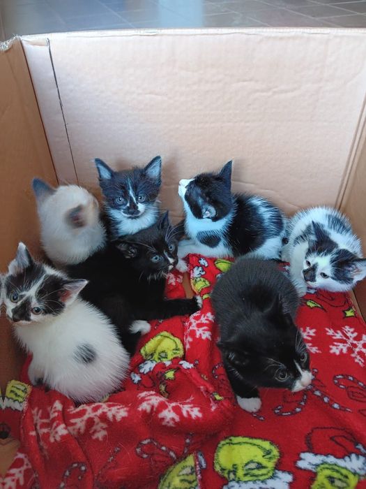 Gatinhos bebes para oferecer