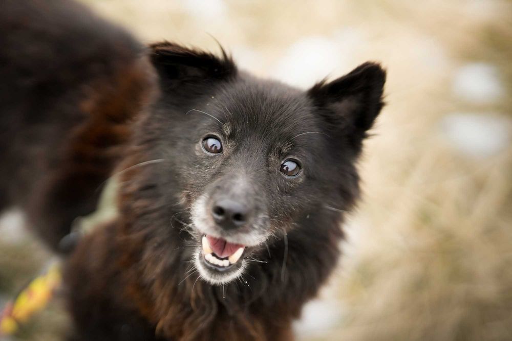 Loco - prawdziwy wulkan energii, młody pies do adopcji!