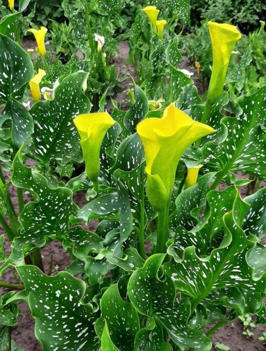 Кала жовта клубні