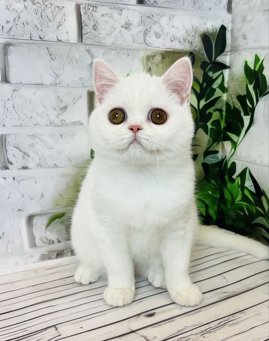Біла кішка шотландської породи