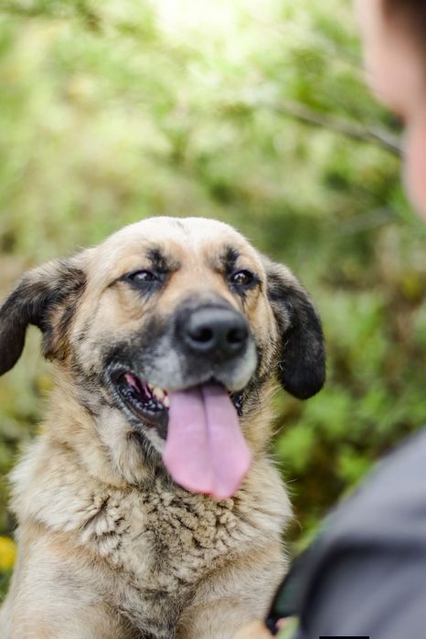 Odynek poleca się do adopcji
