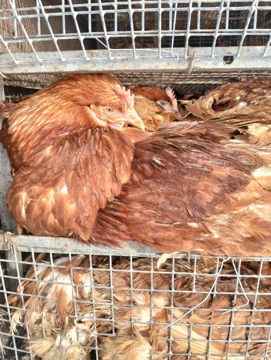 Червоні та Білі кури несучки