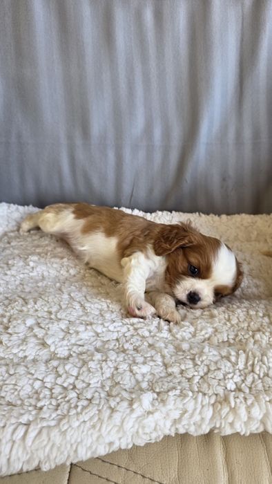 King Charles Cavalier Bicolor Fêmea