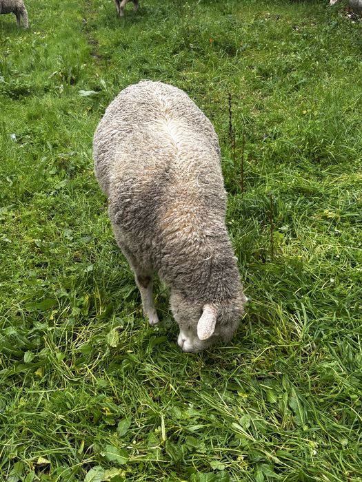 Carneiro merino/il de france