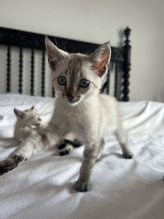 Duas gatinhas para adoção responsável