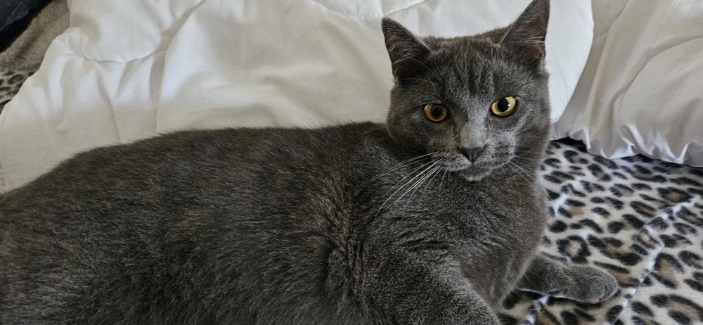 Dá-se gato macho já castrado