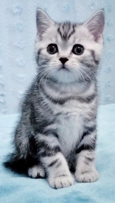 Fêmea tabby silver