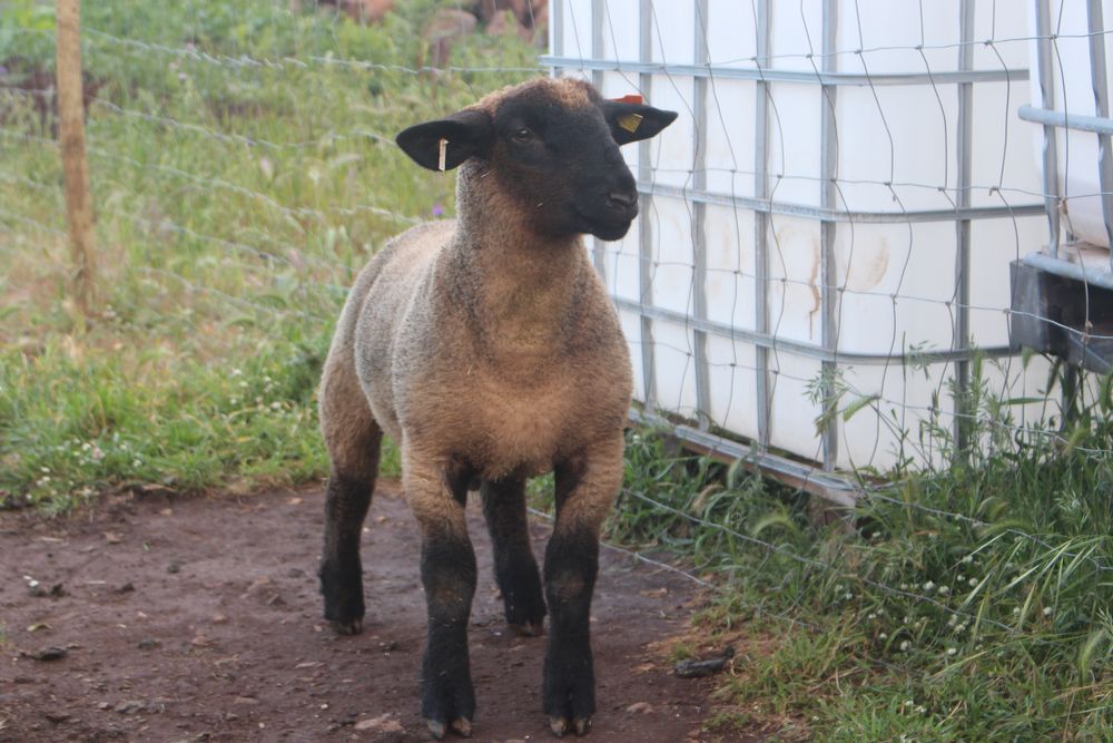 Borrego suffolk puro com certificado