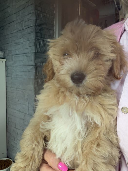 Rodowodowy piesek maltipoo