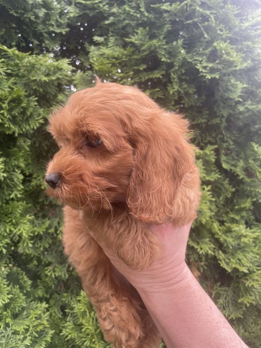 Cockapoo szczeniaki