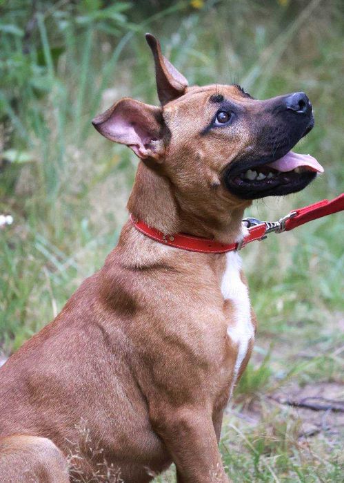 Szczeniak Lui na tropie domu