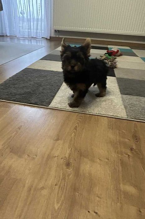 Yorkshire Terrier - suczka