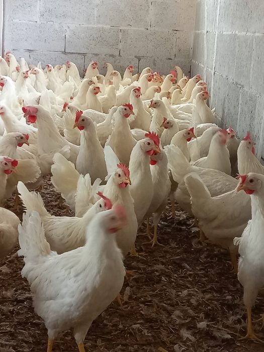 Kury Nioski Leghorn, Zielononóżka. Wysyłam.