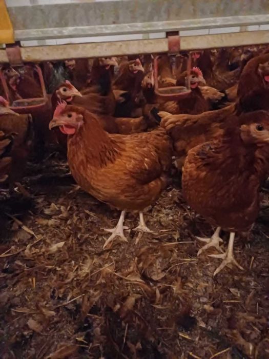 Kury nioski,dowóz gratis,hurt detal, producent 888 dwa cztery zero 090