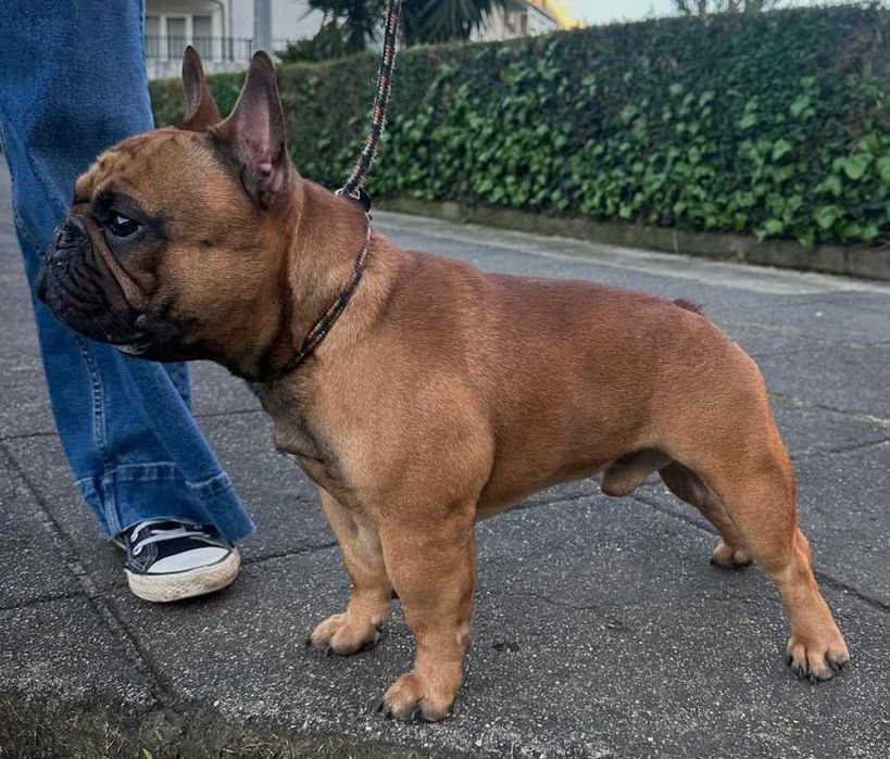 Bulldog Francês afixo Mayday Hill