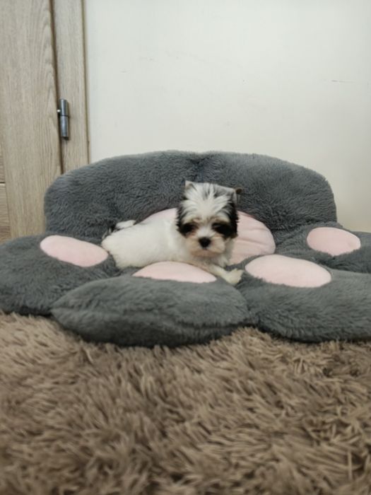 Yorkshire terrier biewer piesek