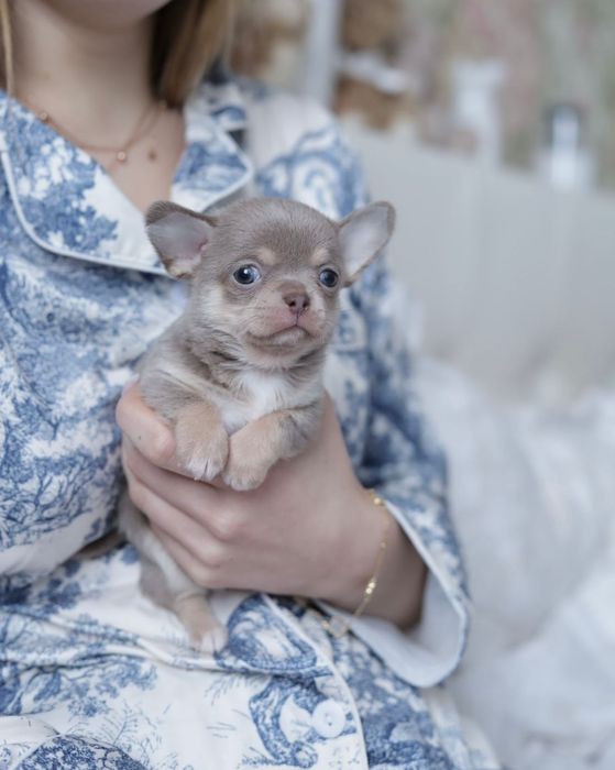 Chihuahua chłopak fci