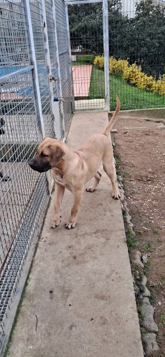 Cachorro Presa Canário