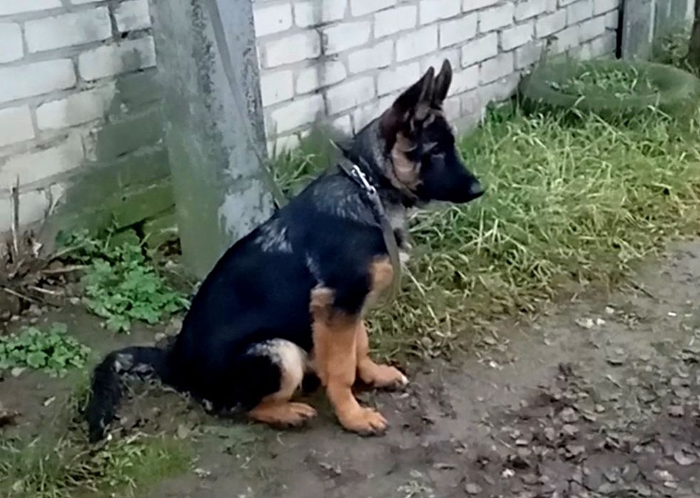 Яркая сука три месяца из питомника.