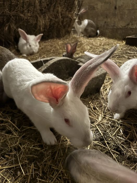 Coelhos criação rural.