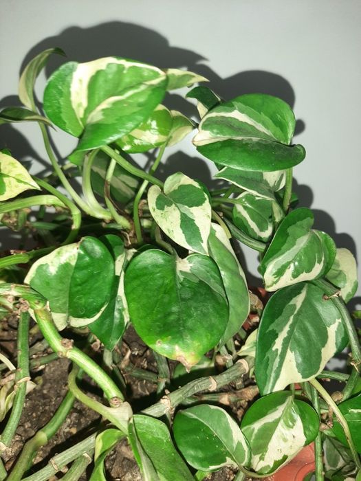 Сциндапсуси епіпремнуми  зріз 20грн монстера Манкі