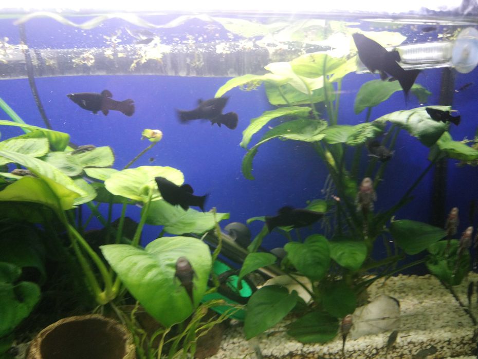 Molinezje rybki młode