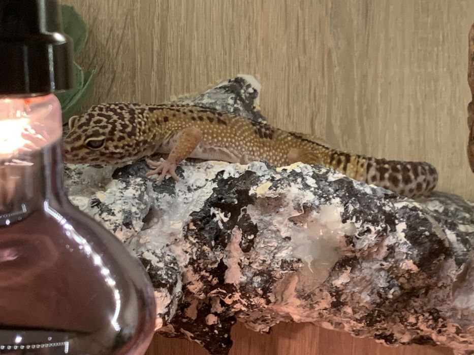 Terrarium + dwie gekony lamparci