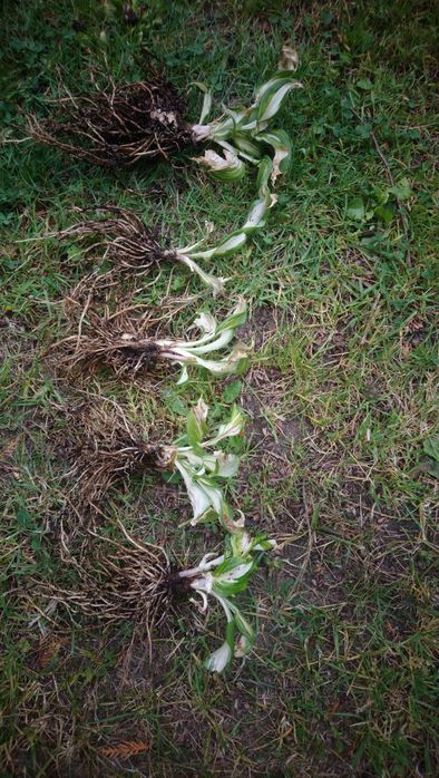 Hosta plantaginea - funkia babkolistna - 10 szt ssdzonek.