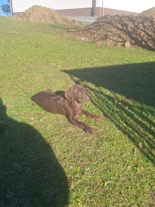 Wyżeł niemiecki krótkowłosy