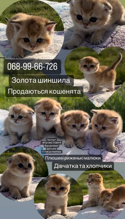 Золота красунечка шукає люблячу сімʼю