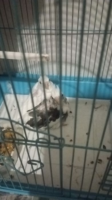Caturras domésticadas criadas a mão