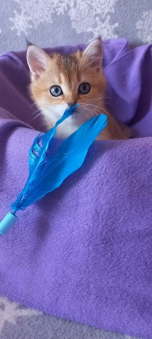 Золота шиншила дівчинка.