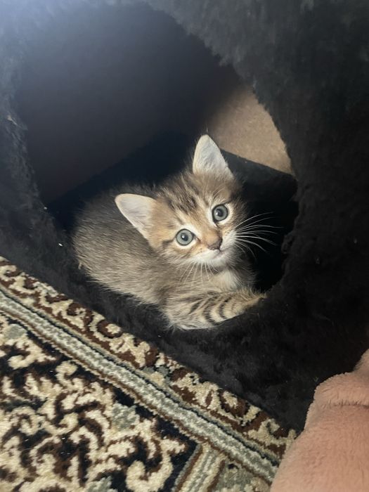 Кошенята віддам даром