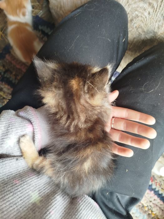 Кошенята у добрі руки